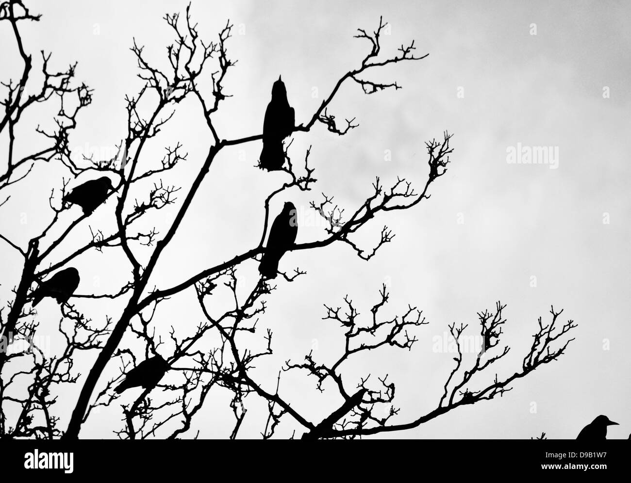 Crow Birds In Tree Stock Photo