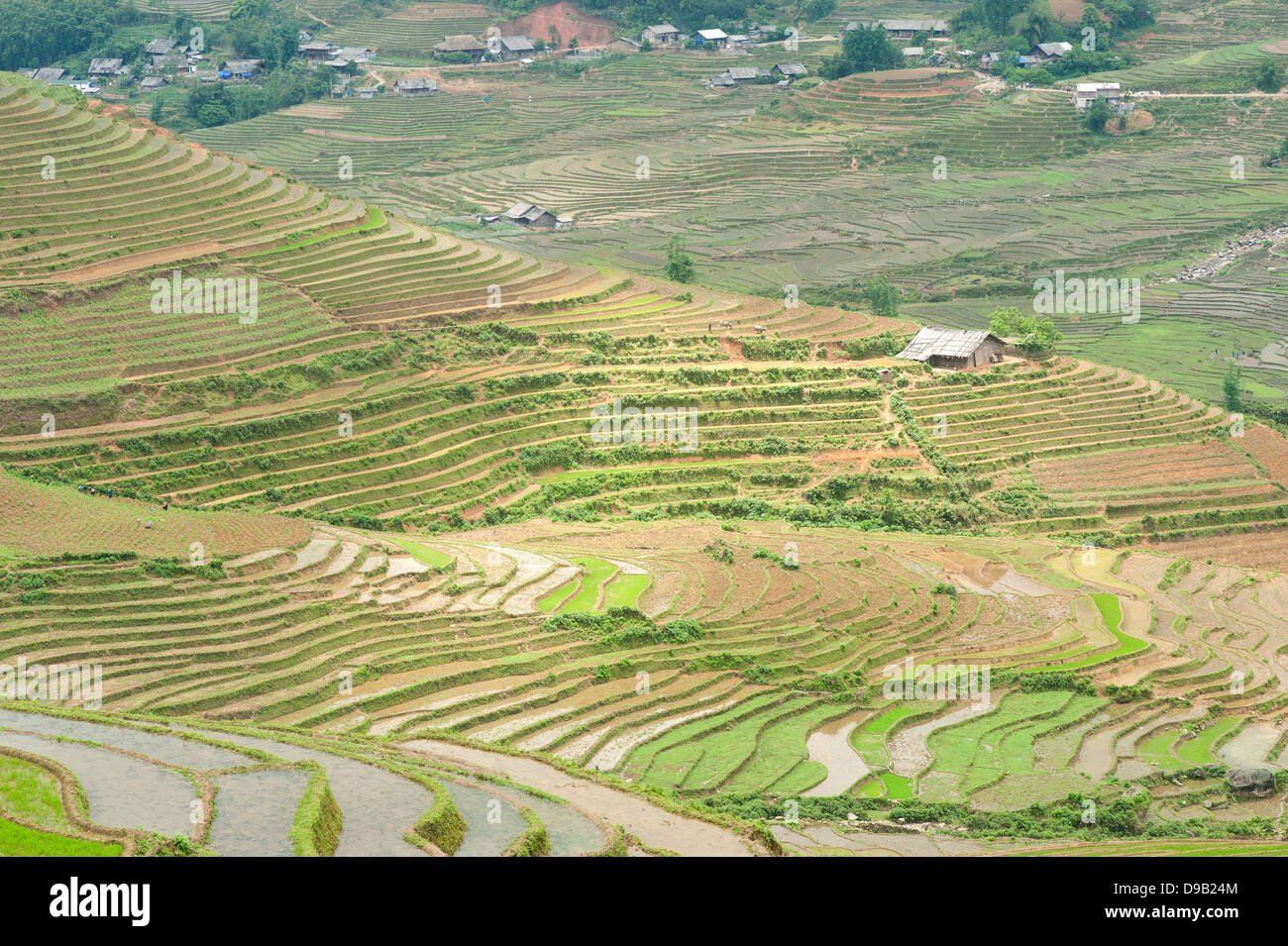 Sapa region, North Vietnam - Rice paddies Stock Photo