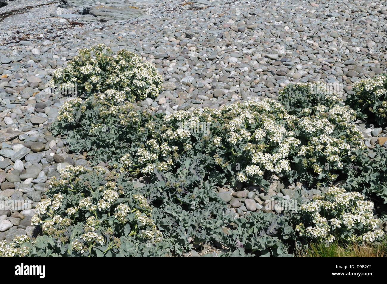Sea kale in flower Crambe maritima growing on a pebble beach Cemlyn  Bay Anglesey Stock Photo