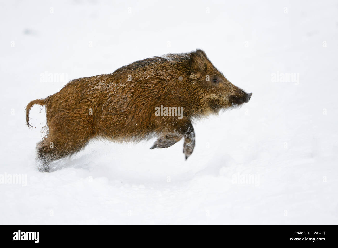 Wild boar, Sus scrofa, Wildschwein, Piglet, Piglets, Frischling, Frischlinge Stock Photo