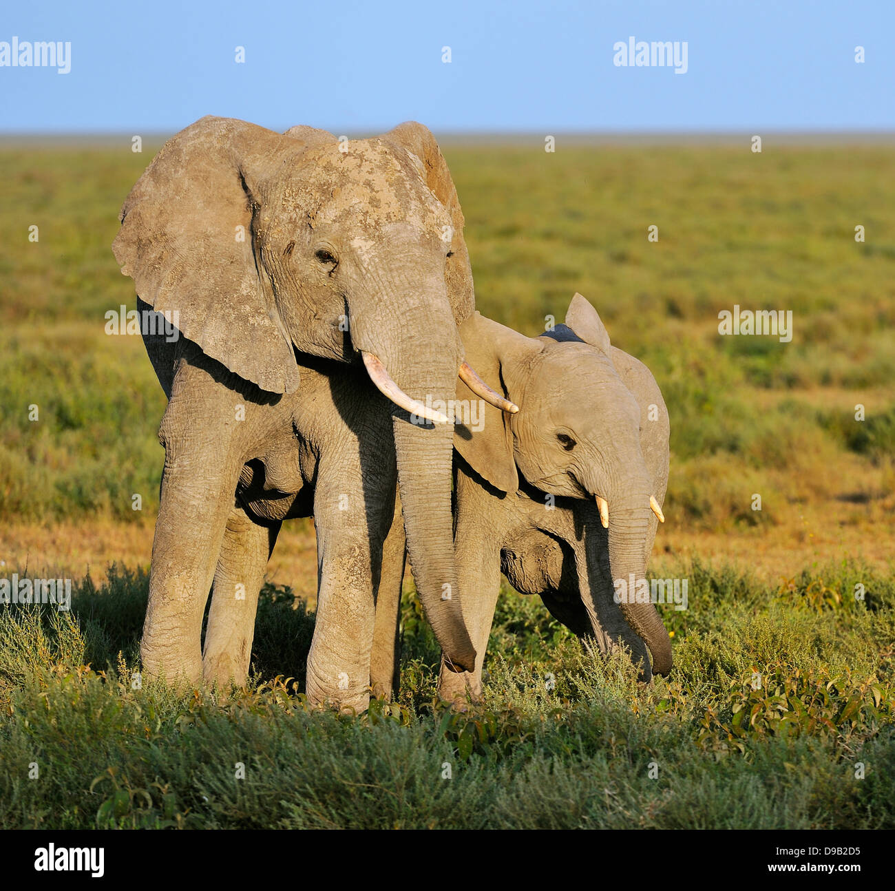 Elephant mother with a cub, Serengeti, Tanzania Stock Photo