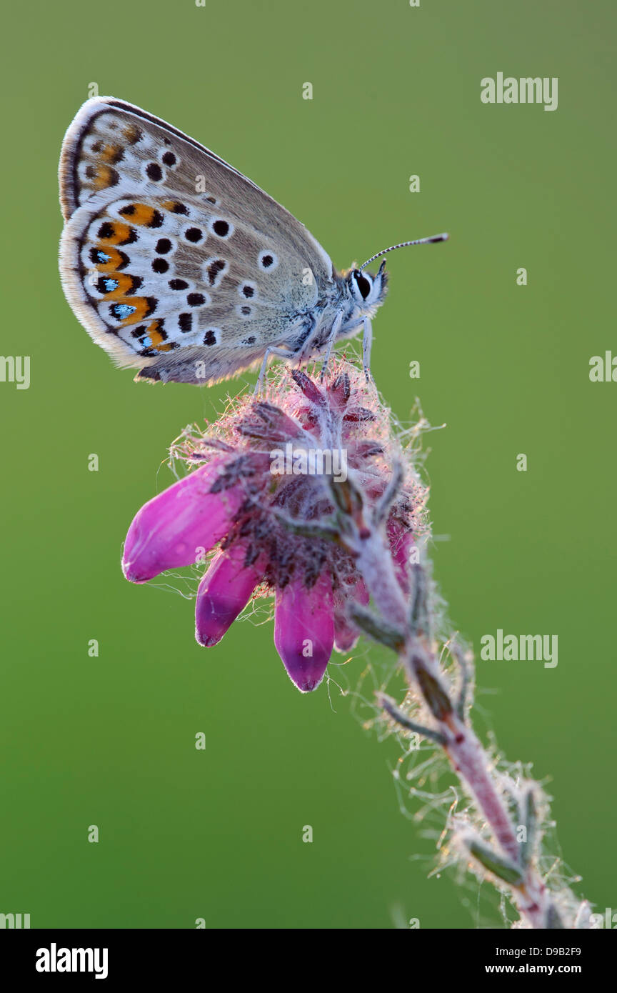 Hauhechel-Bläuling, Common Blue, Butterfly, Polyommatus icarus Stock Photo