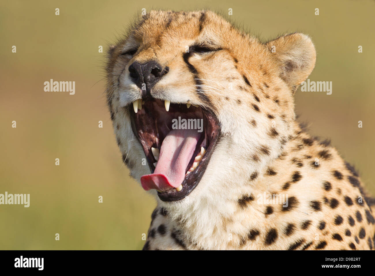 Yawning cheetah closeup portrait, Masai Mara, Kenya Stock Photo