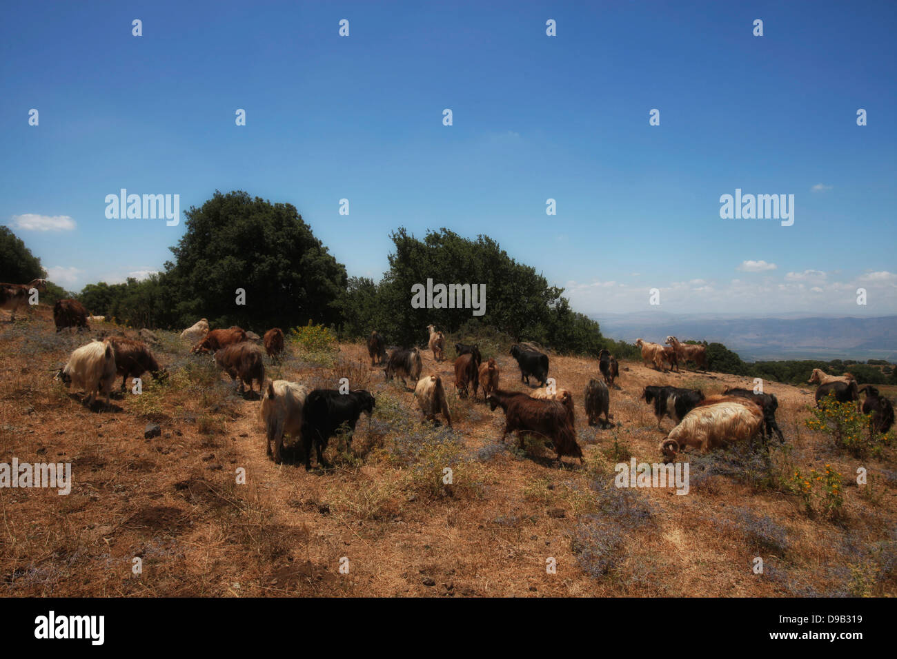 Goats herding in the hills near the Syrian border in the Golan Heights northern Israel Stock Photo