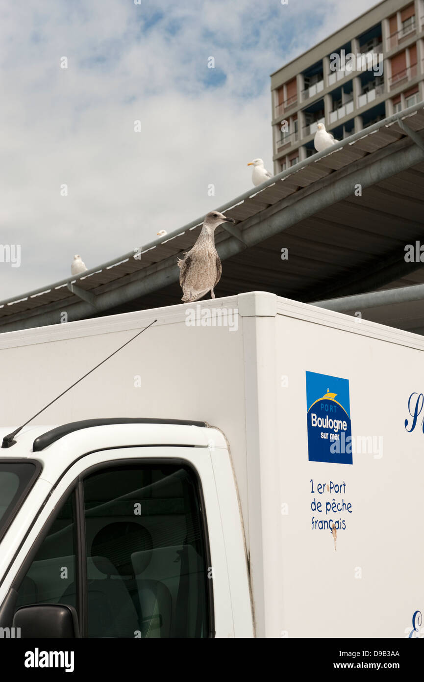 Seagull on fishmongers van Boulogne-sur-Mer France Europe Stock Photo