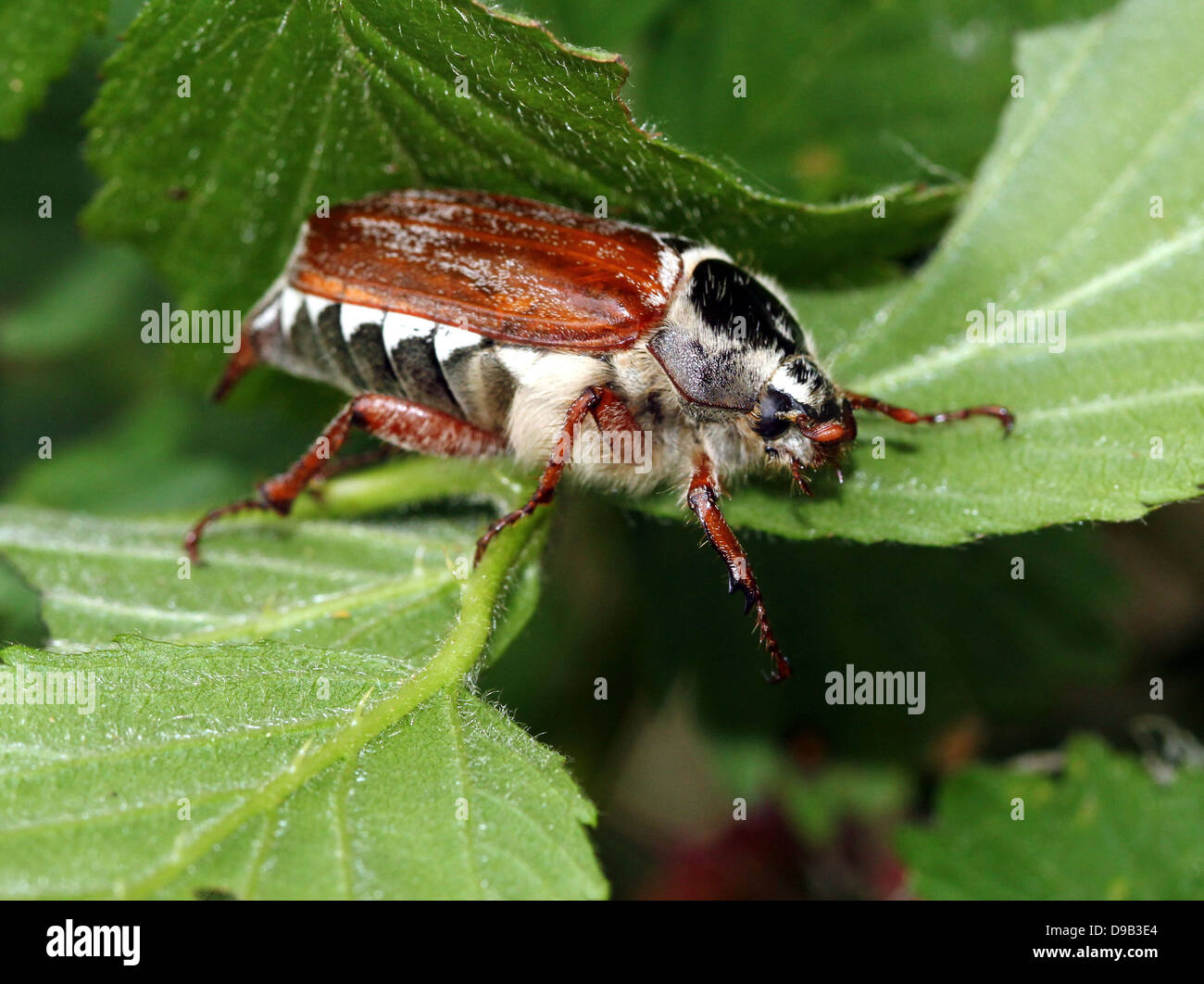 Very detailed close-up of a male Cockchafer a.k.a. May Bug (Melolontha melolontha) Stock Photo