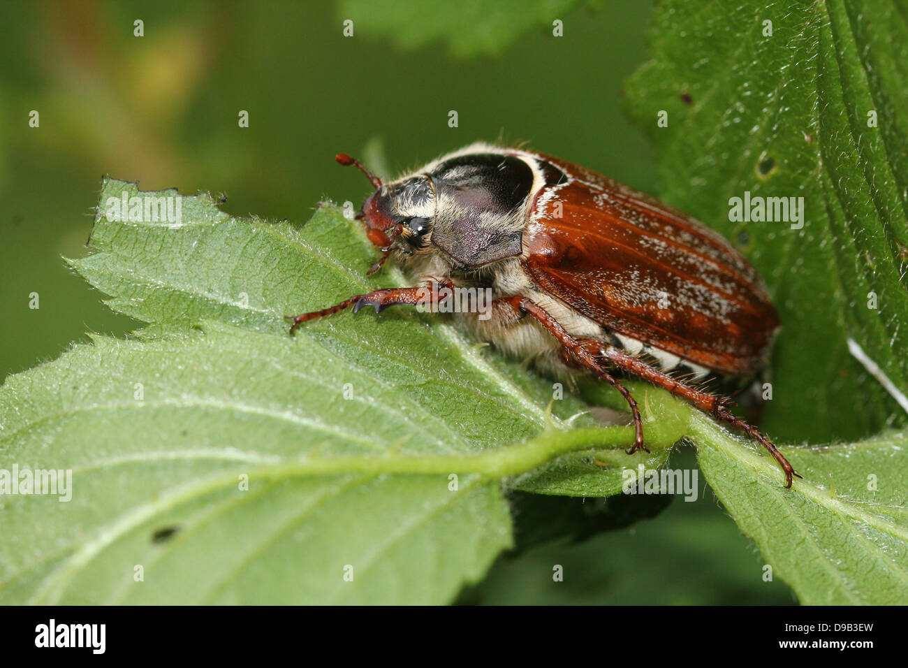 Very detailed close-up of a male Cockchafer a.k.a. May Bug (Melolontha melolontha) Stock Photo
