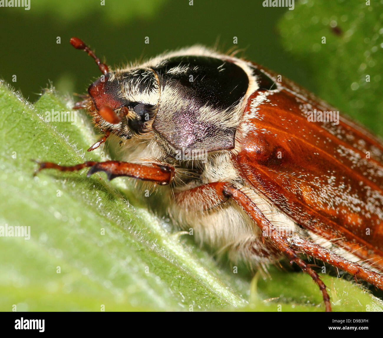 Close-up of the head and feathered antennae of a male Cockchafer a.k.a. May Bug (Melolontha melolontha) Stock Photo