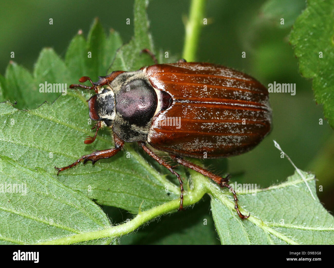 Very detailed close-up of a male Cockchafer a.k.a. May Bug (Melolontha melolontha) Stock Photo