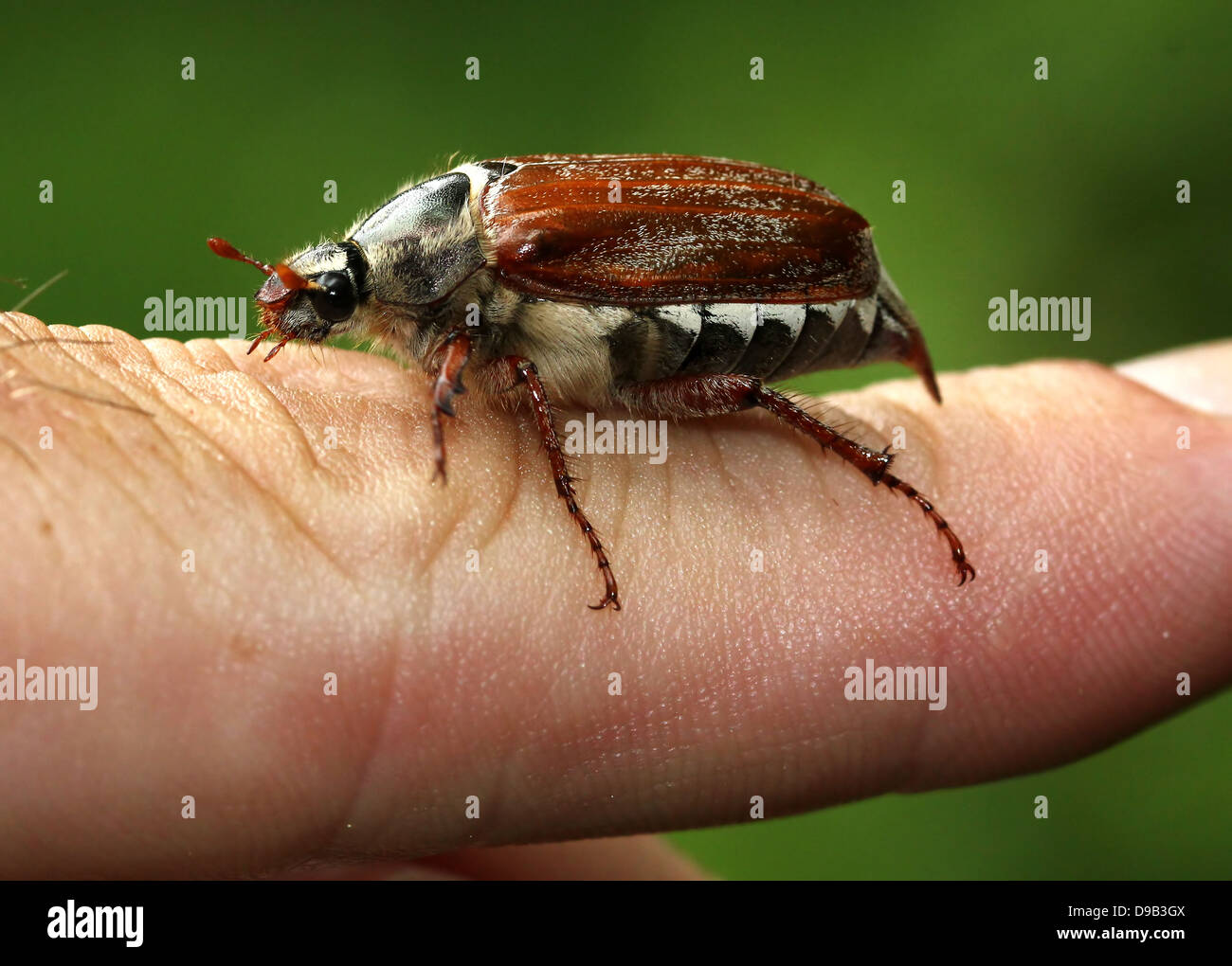 Very detailed close-up of a male Cockchafer a.k.a. May Bug (Melolontha melolontha) posing on hand and finger, 4 images in series Stock Photo