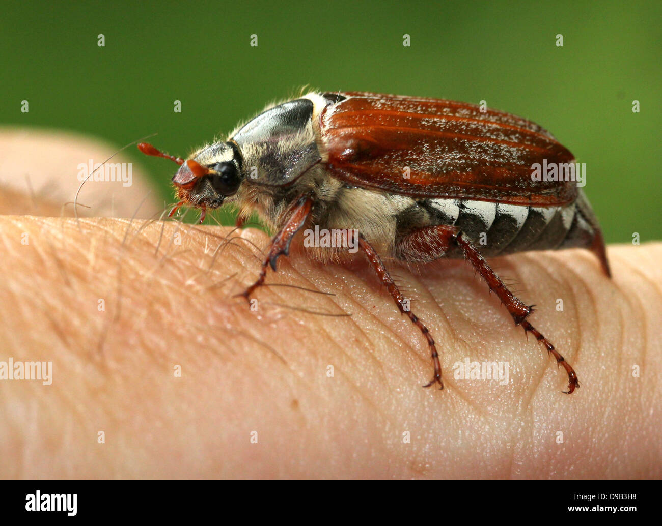 Very detailed close-up of a male Cockchafer a.k.a. May Bug (Melolontha melolontha) posing on hand and finger, 4 images in series Stock Photo