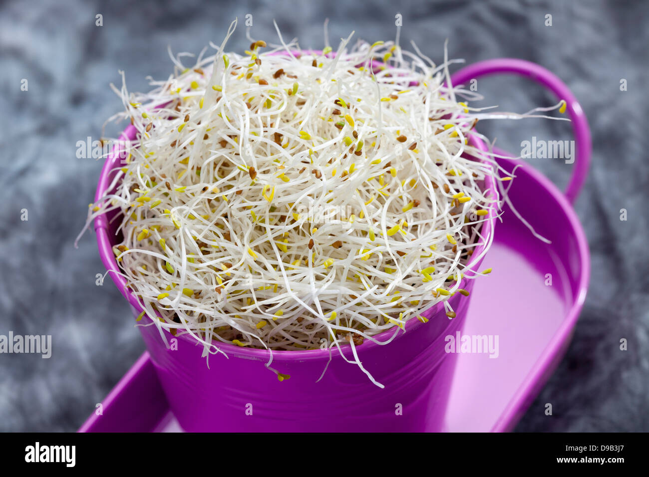 Alfalfa sprouts in container, close up Stock Photo Alamy