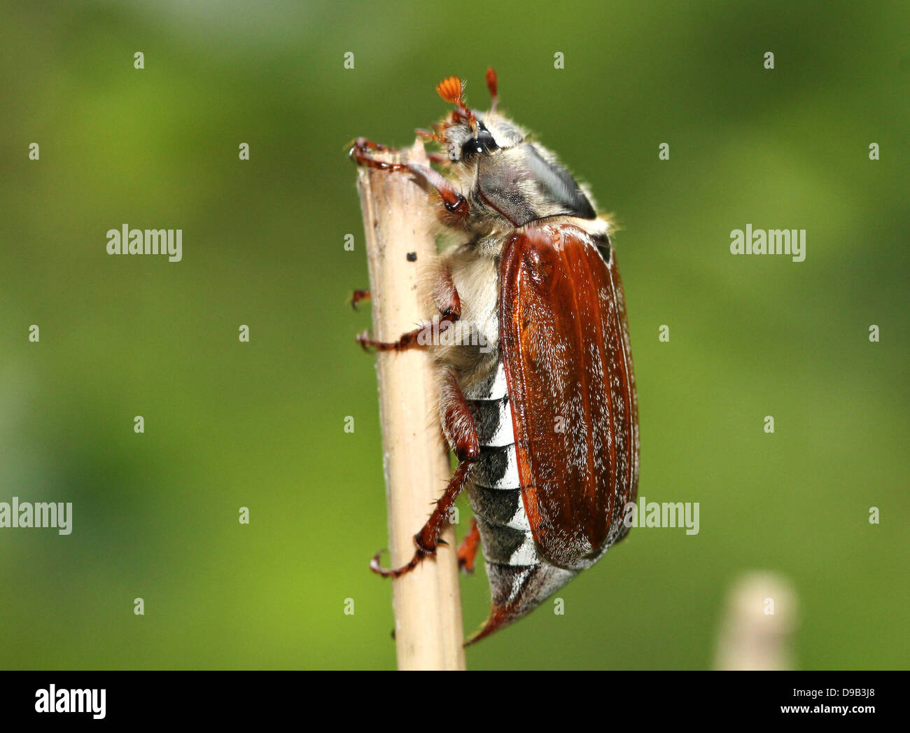 Very detailed close-up of a male Cockchafer a.k.a. May Bug (Melolontha melolontha) Stock Photo