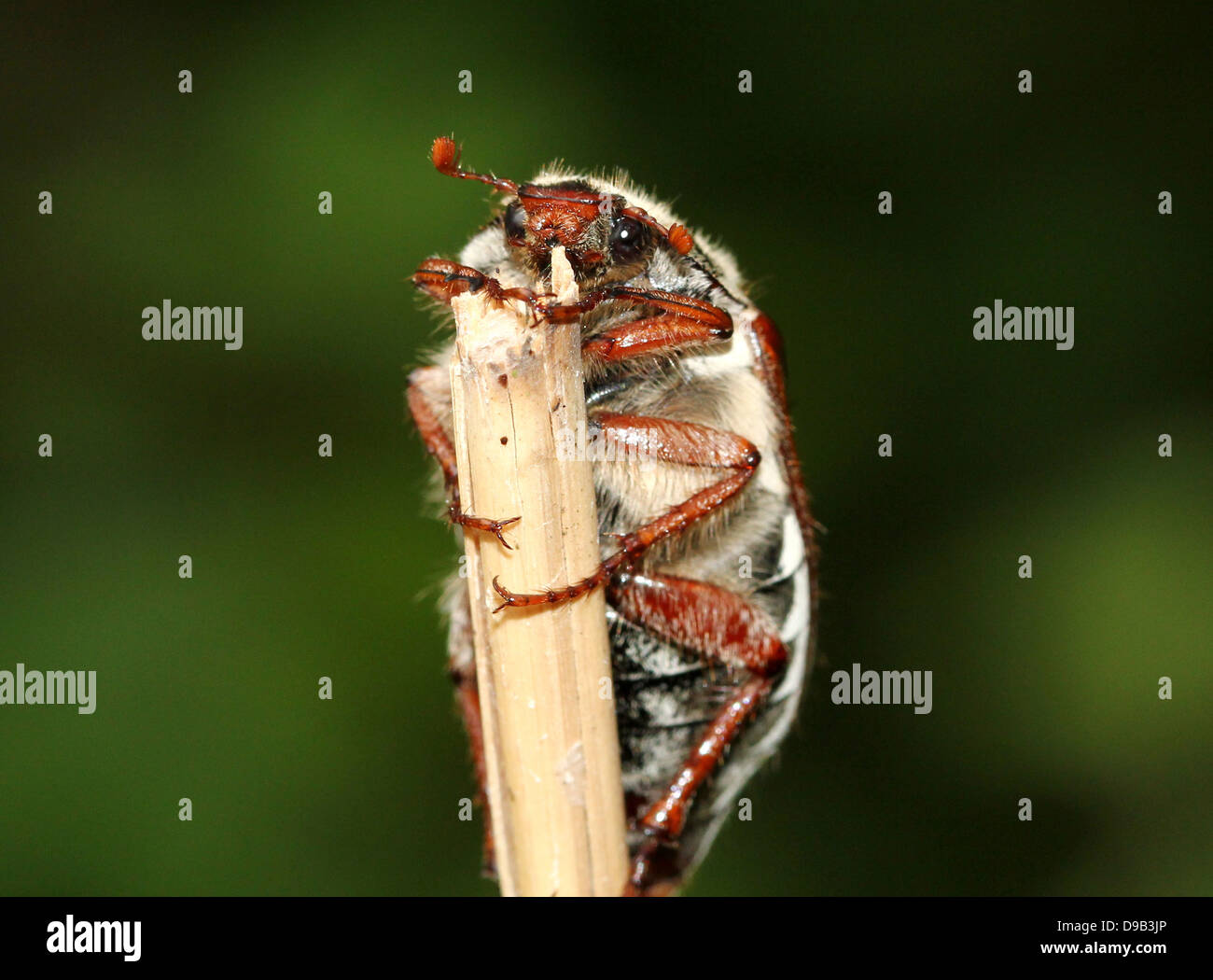 Male Eurasian Cockchafer a.k.a. May Bug (Melolontha melolontha) Stock Photo