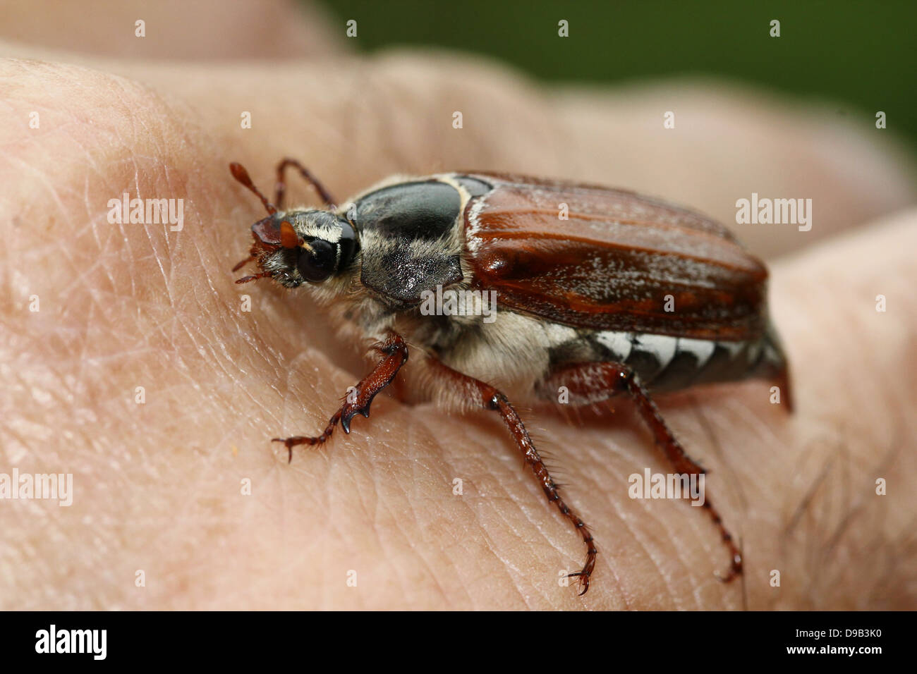 Very detailed close-up of a male Cockchafer a.k.a. May Bug (Melolontha melolontha) posing on hand and finger, 4 images in series Stock Photo