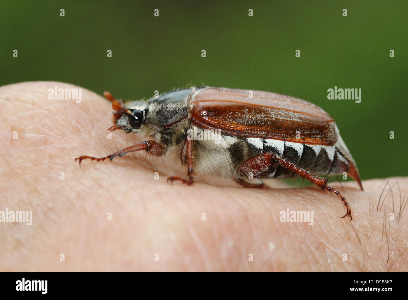 Very detailed close-up of a male Cockchafer a.k.a. May Bug (Melolontha melolontha) posing on hand and finger, 4 images in series Stock Photo
