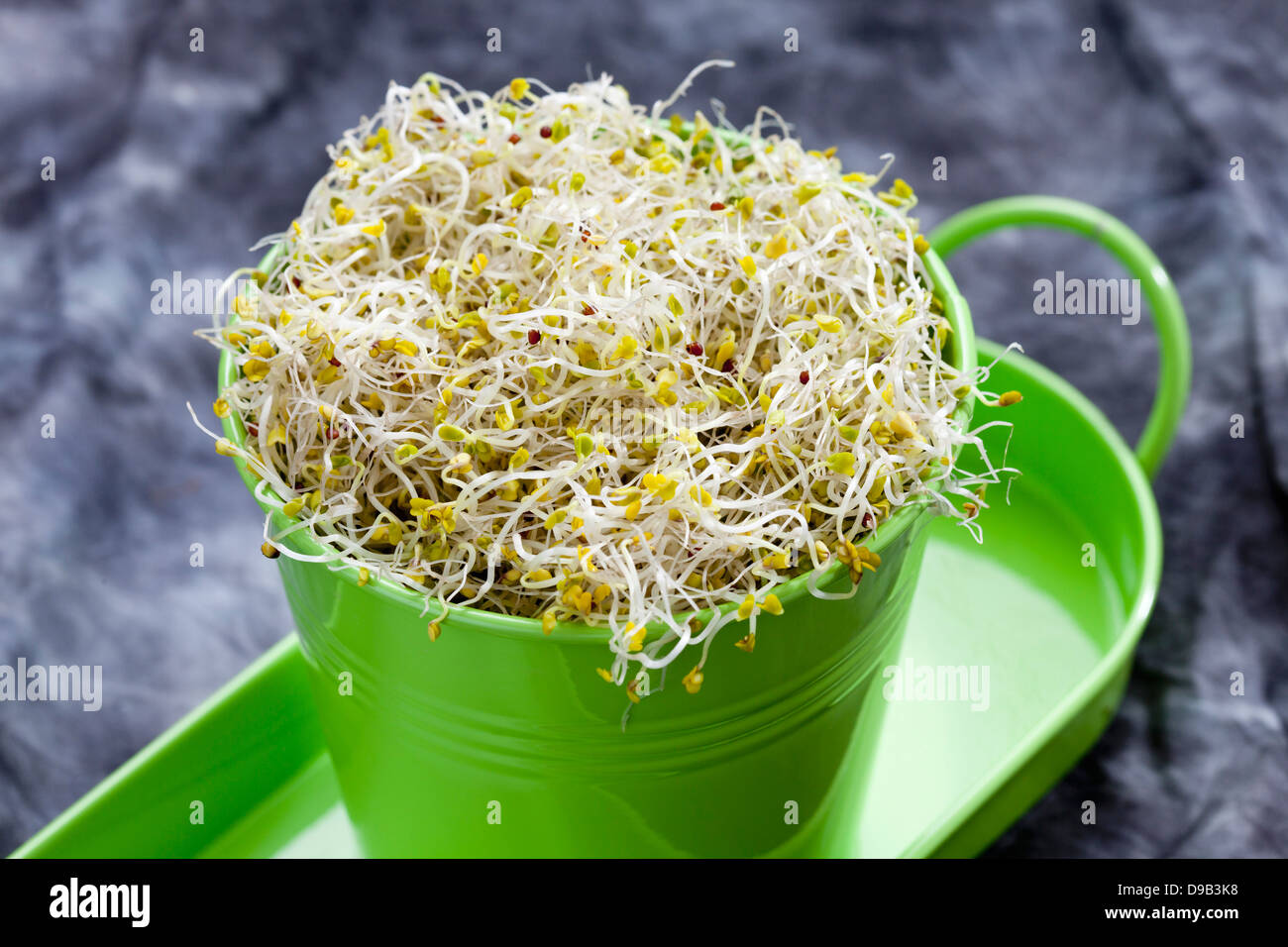 Broccoli sprouts in container, close up Stock Photo Alamy