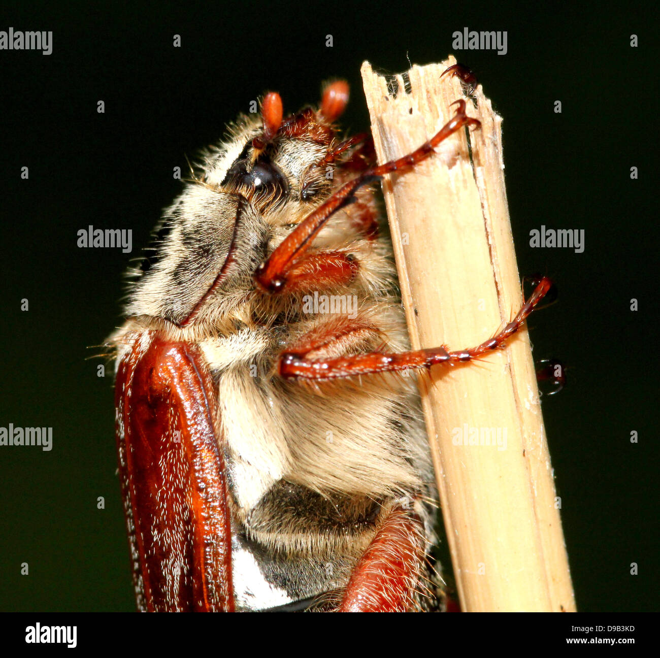 Very detailed close-up of a male Cockchafer a.k.a. May Bug (Melolontha melolontha) Stock Photo
