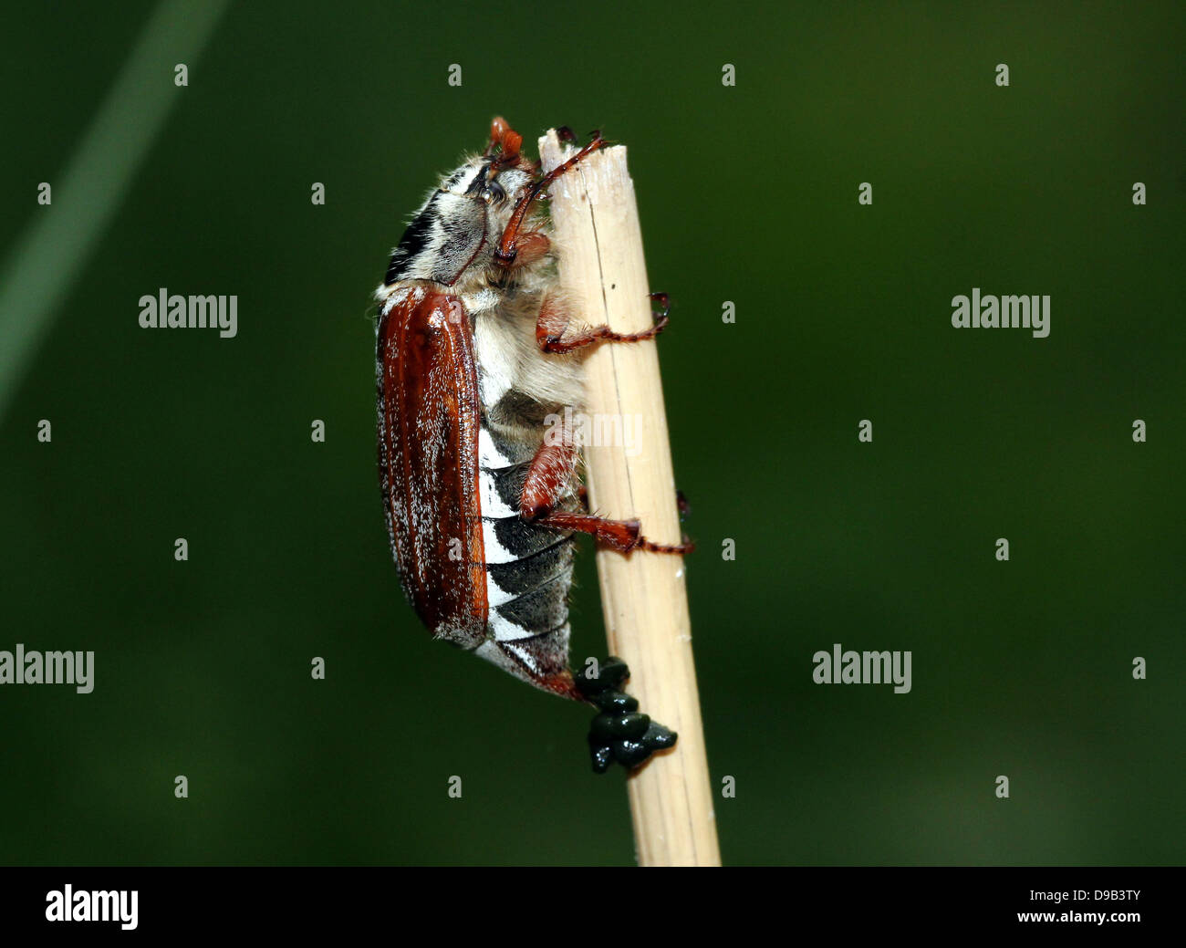 Very detailed close-up of a male Cockchafer a.k.a. May Bug (Melolontha melolontha) Stock Photo