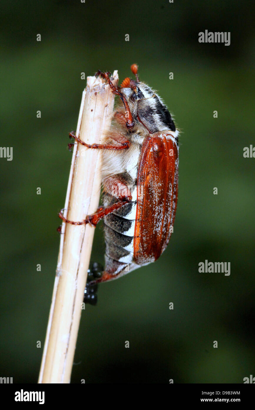 Very detailed close-up of a male Cockchafer a.k.a. May Bug (Melolontha melolontha) Stock Photo