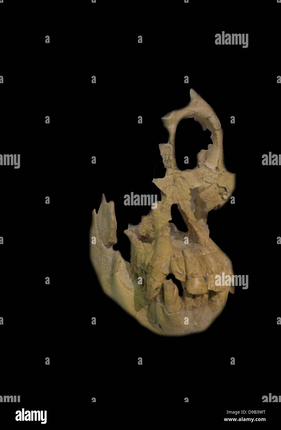 Sivapithecus sivalensis, a genus of extinct primates.  Fossil remains of animals now assigned to this genus dated from 12.5 million to 8.5 million years old in Miocene, have been found since the 19th century in the Siwalik Hills in what is now India, Nepal and Pakistan. Stock Photo