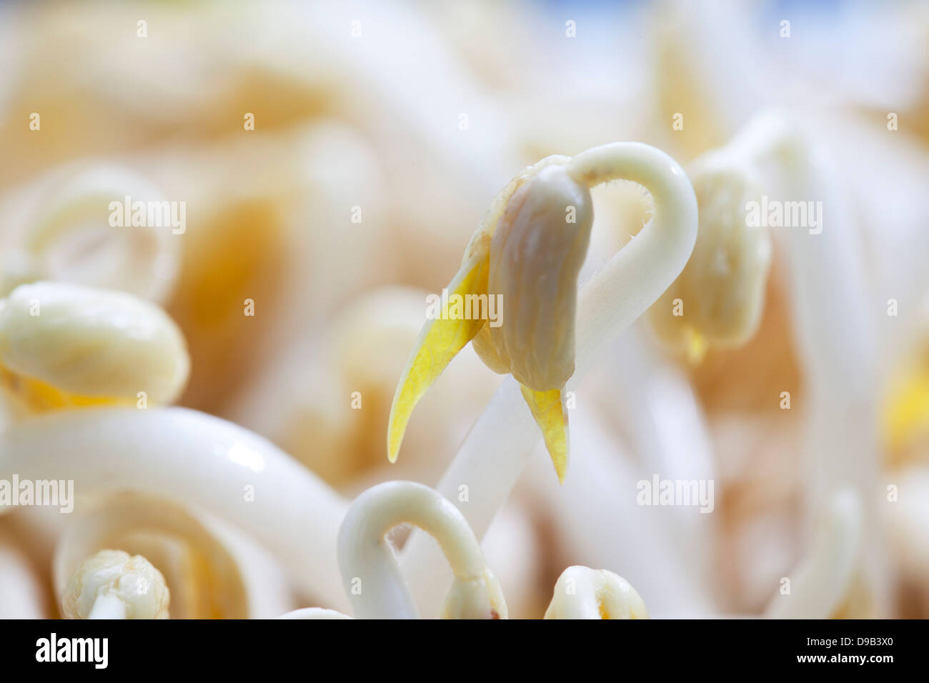 Mung bean germinating hi-res stock photography and images - Alamy