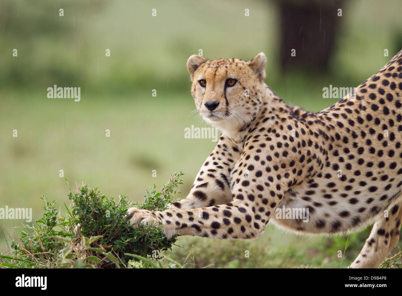 Cheetah close up portrait, Maasai Mara, Kenya Stock Photo