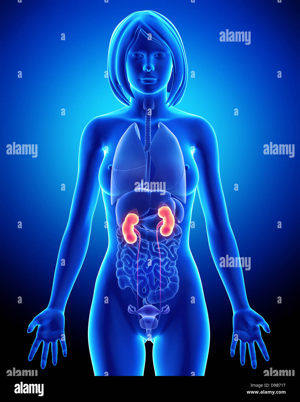Kidney in human body