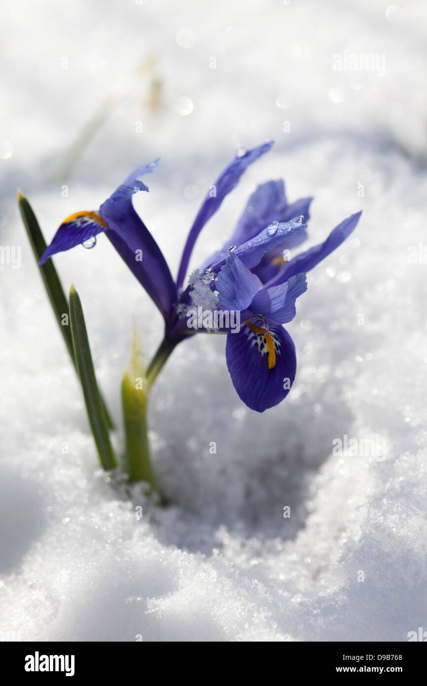 Blue dwarf iris on snow, close up Stock Photo