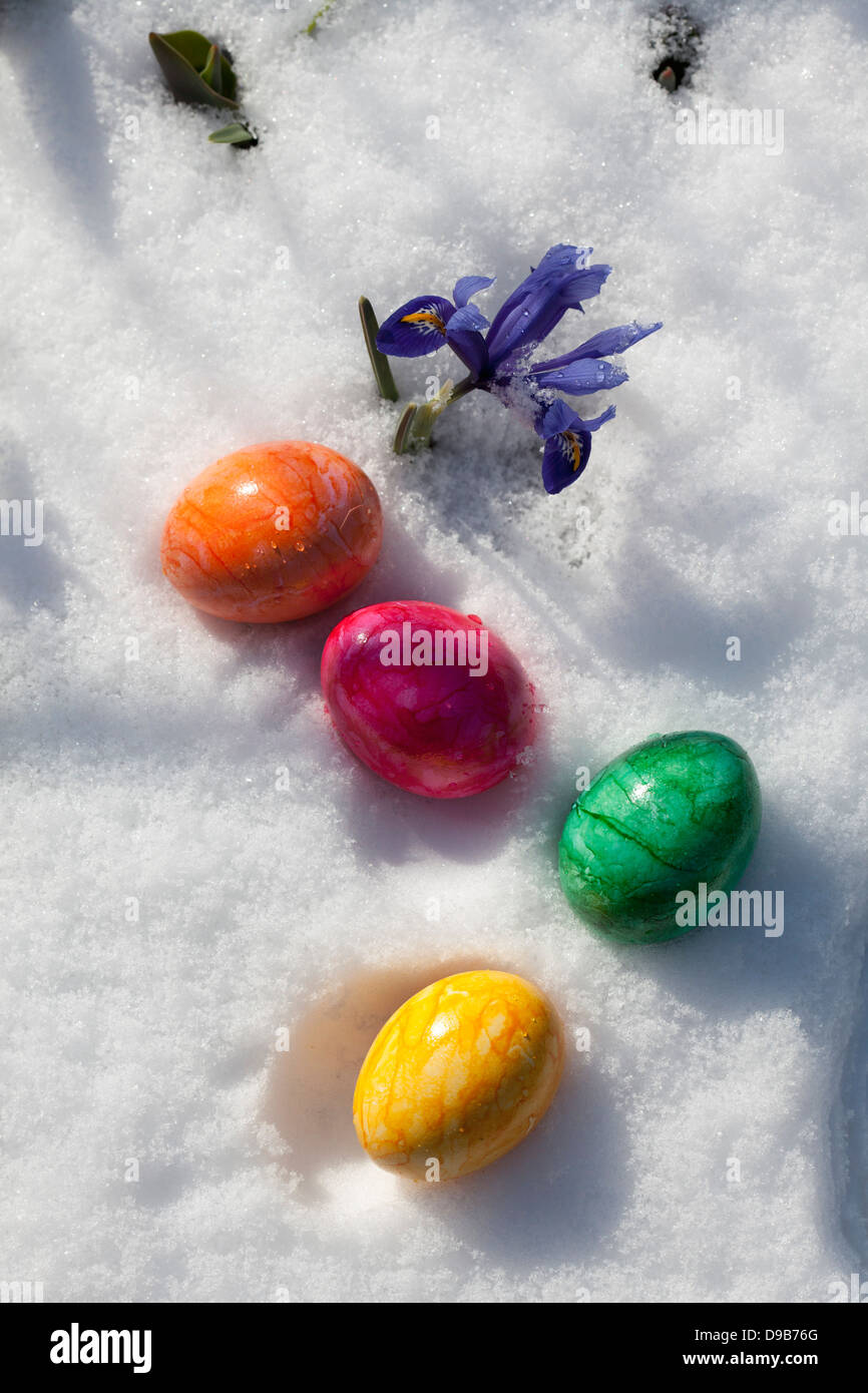 Easter eggs and blue dwarf iris on snow, close up Stock Photo