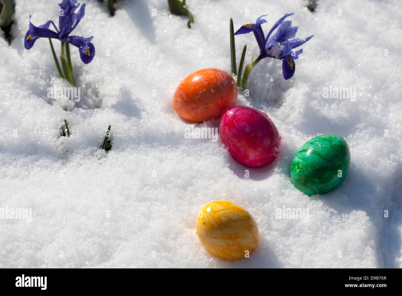Colourful Easter eggs and blue dwarf iris in snow, close up Stock Photo