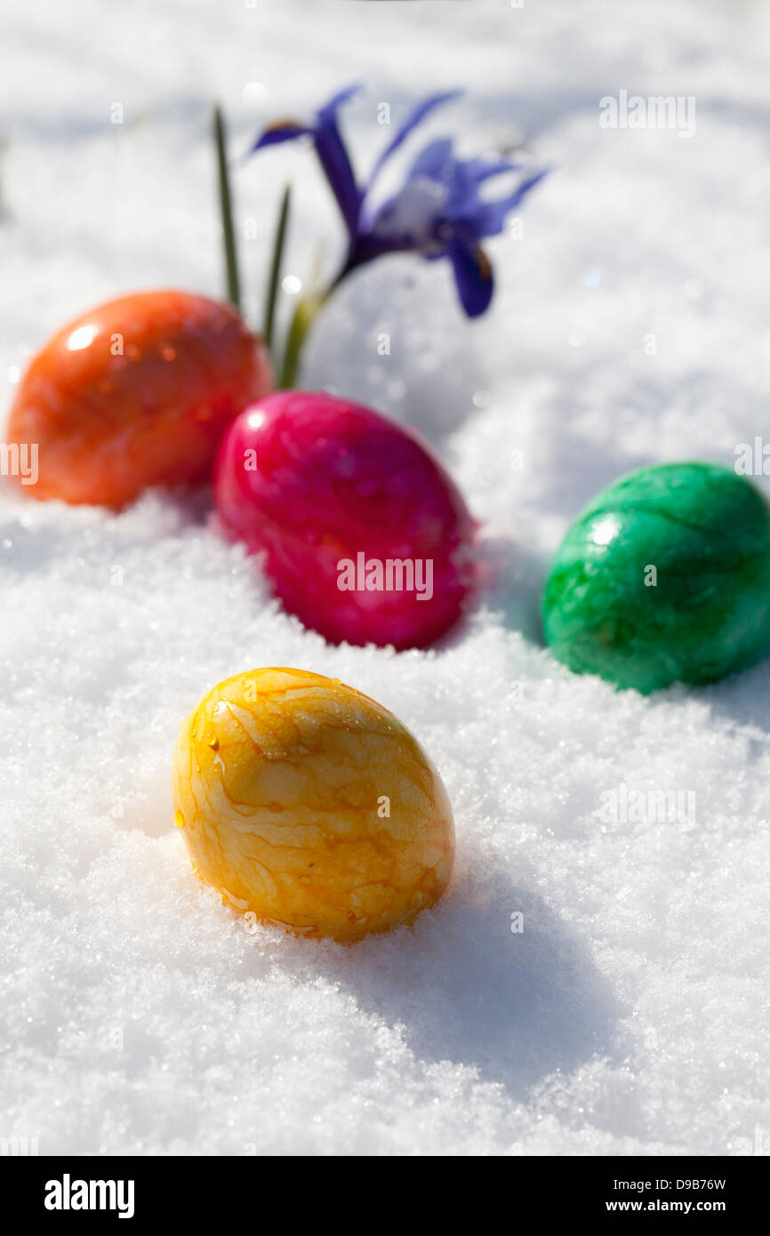 Easter eggs and blue dwarf iris in snow, close up Stock Photo