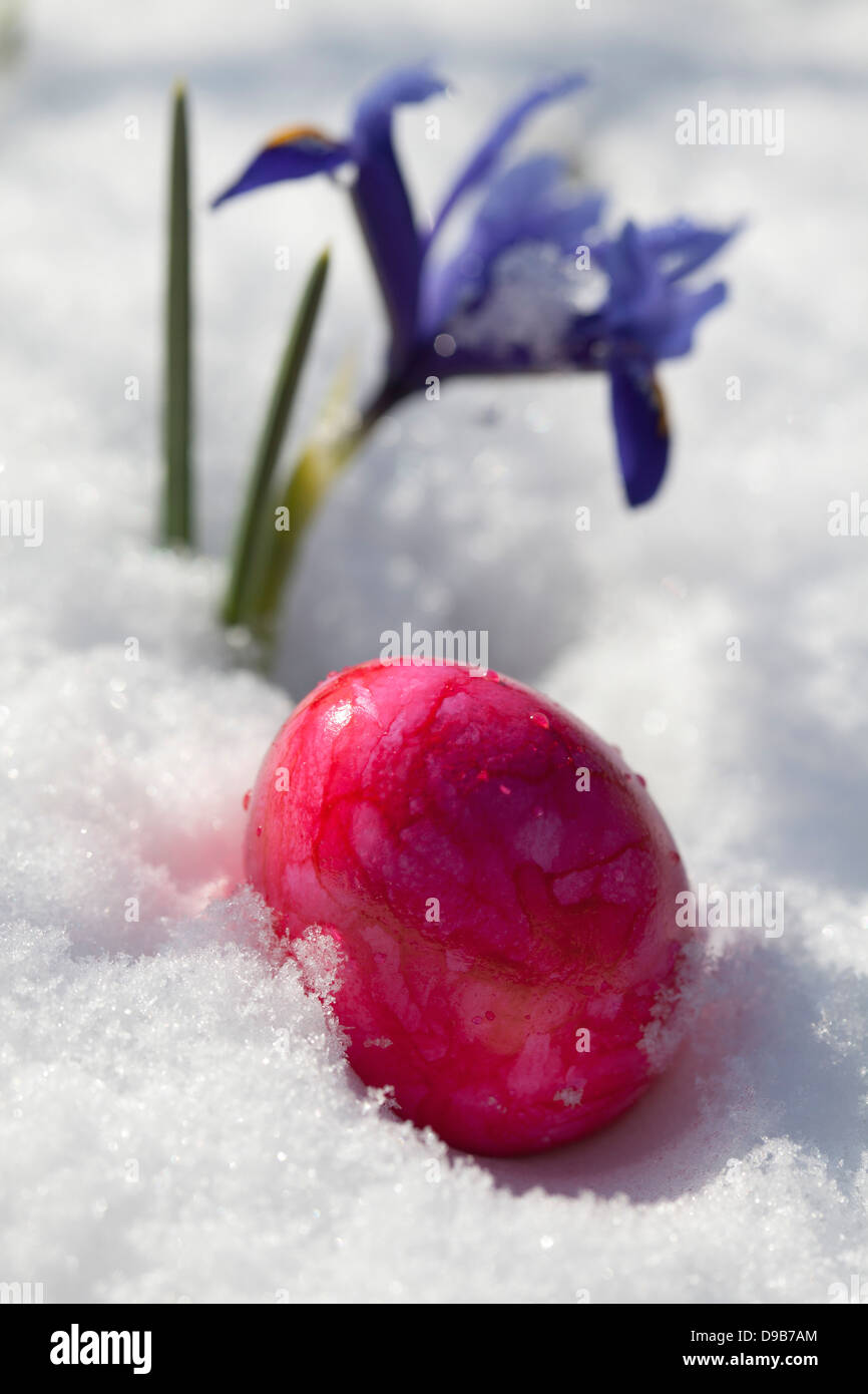 Easter egg and blue dwarf iris in snow, close up Stock Photo