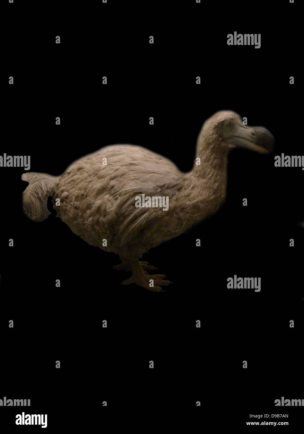 Model of Reunion Island Dodo (Raphus solitarius - extinct)  A close relative of the Mauritius Dodo, the Reunion Island Dodo is known only from pictorial records.  This image is not a real specimen. Stock Photo