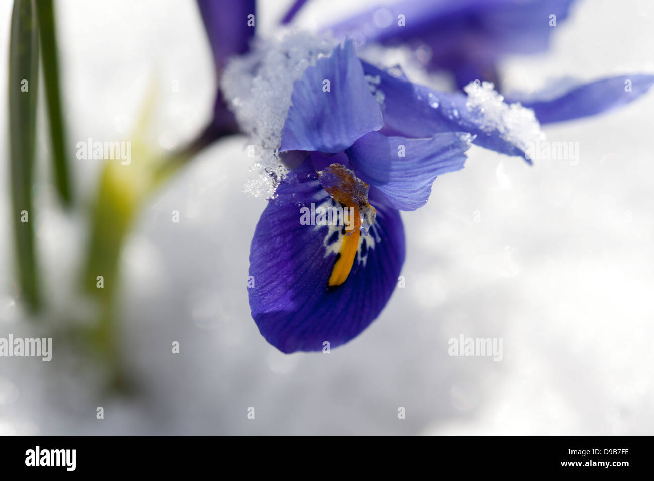 Blue dwarf iris with snow, close up Stock Photo