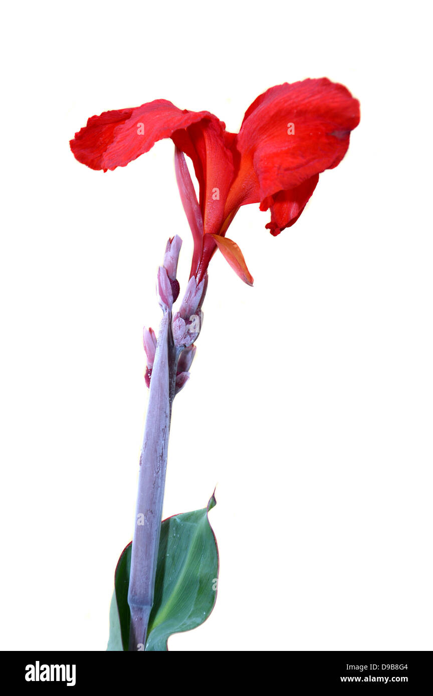 Cana indica flower Cut Out Stock Images & Pictures Alamy