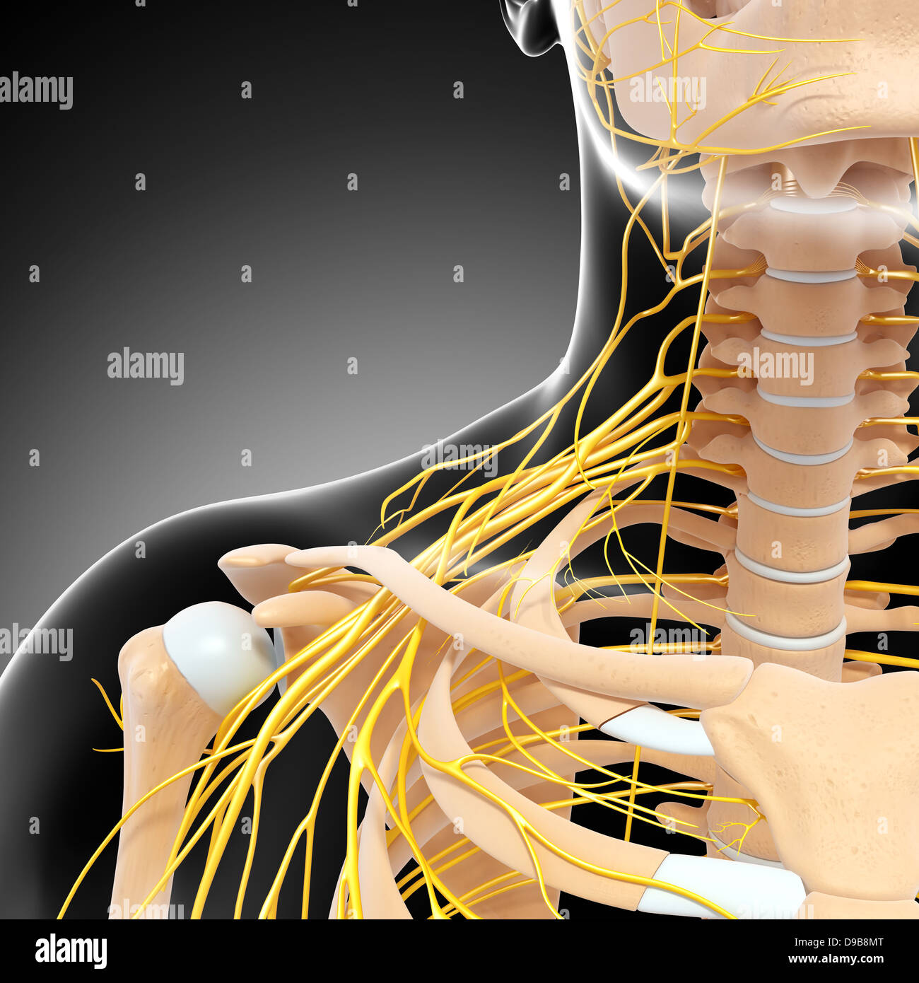 [DIAGRAM] Neurons Nervous System Diagram Full - MYDIAGRAM.ONLINE
