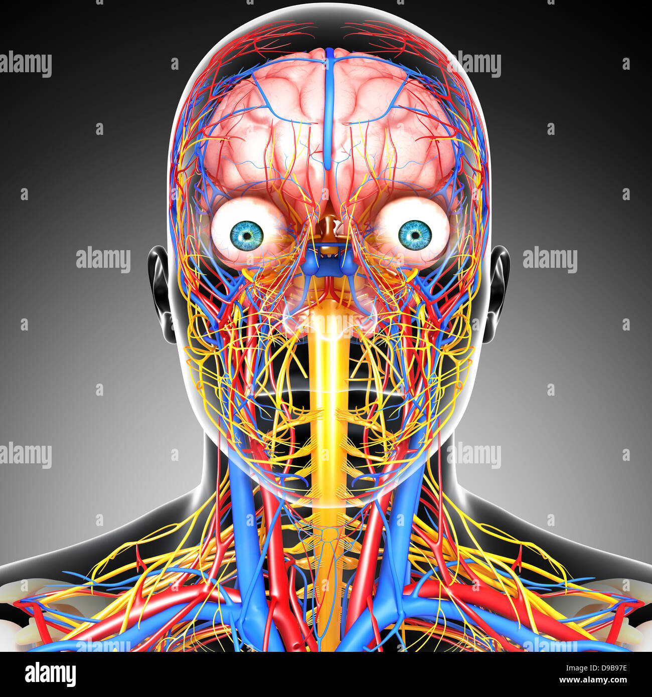 Кровообращение зрения. Нервная система человека с глазами. Человеческий мозг с глазами. Нервная система головы.