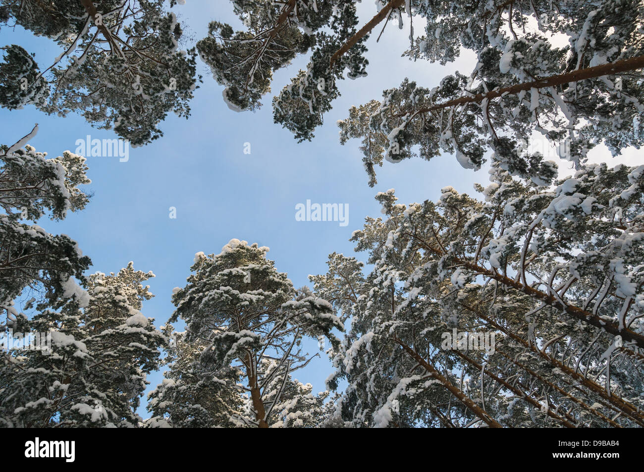 Pines forest hi-res stock photography and images - Alamy