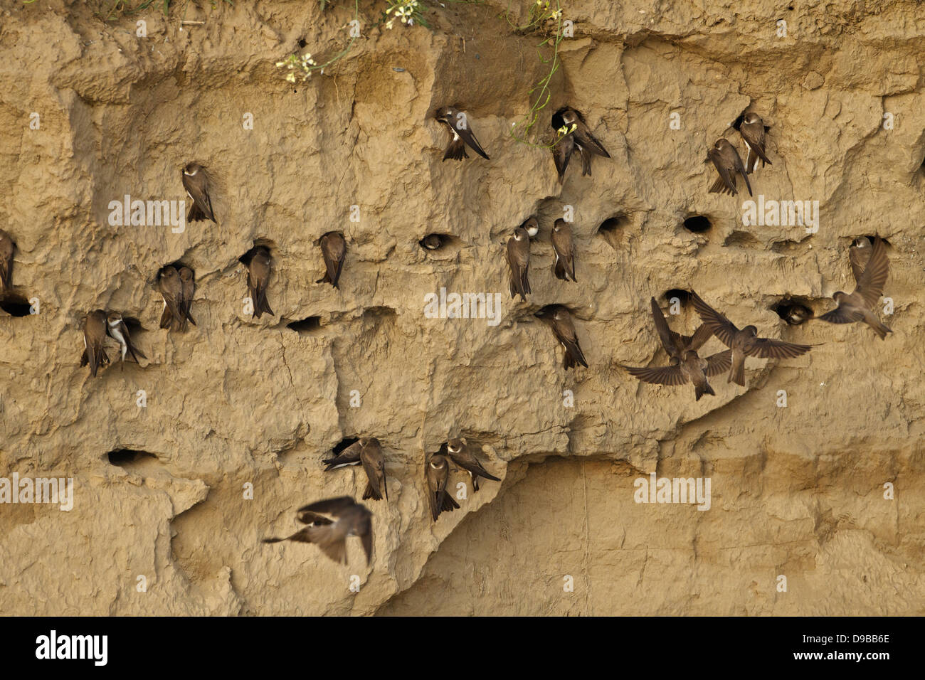 Riparia riparia tiere hi-res stock photography and images - Alamy