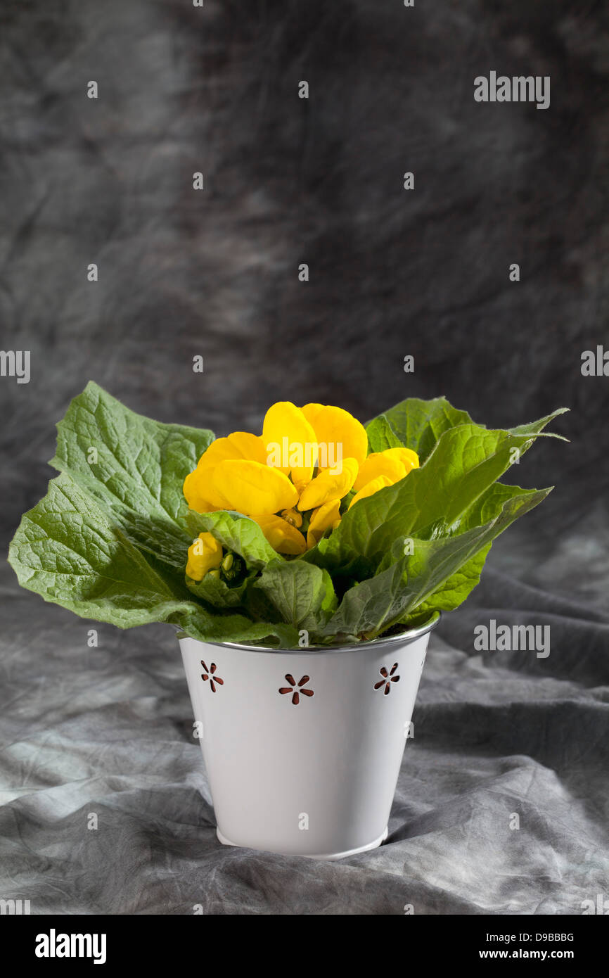 Yellow slipper flowers in pot on grey background, close up Stock Photo
