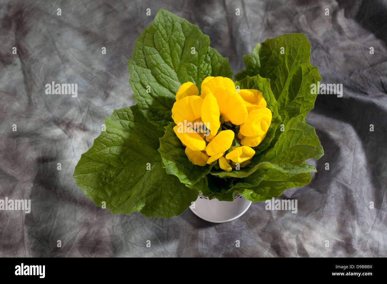 Yellow slipper flowers on grey background, close up Stock Photo