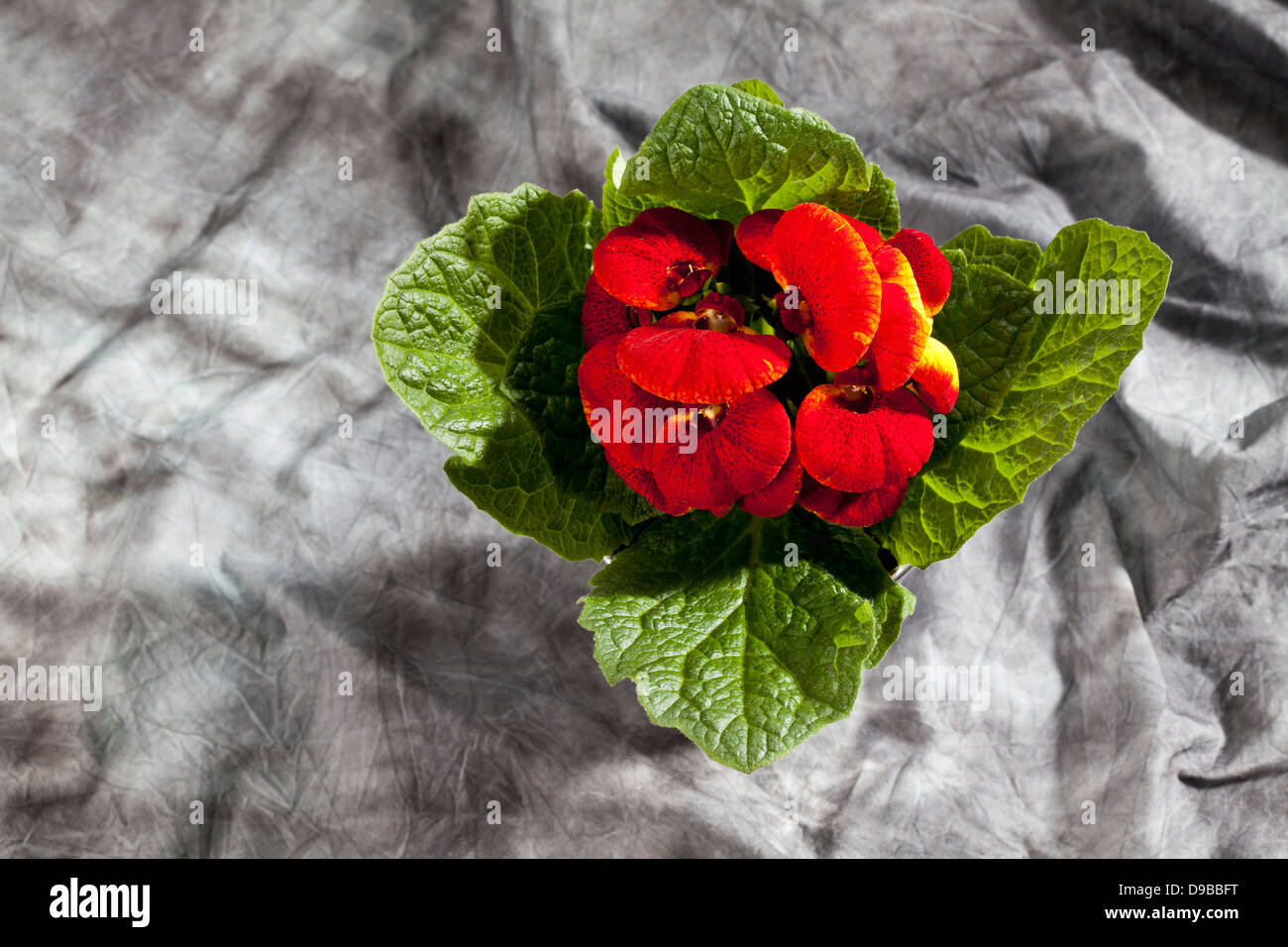 Red slipper flowers in pot on grey background, close up Stock Photo