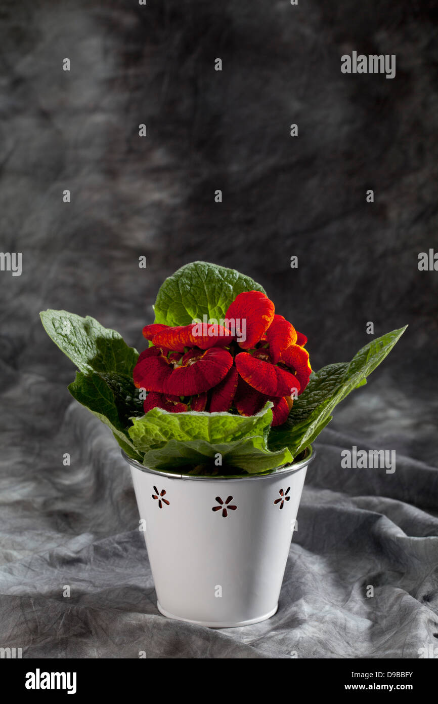 Red slipper flowers in pot on grey background, close up Stock Photo
