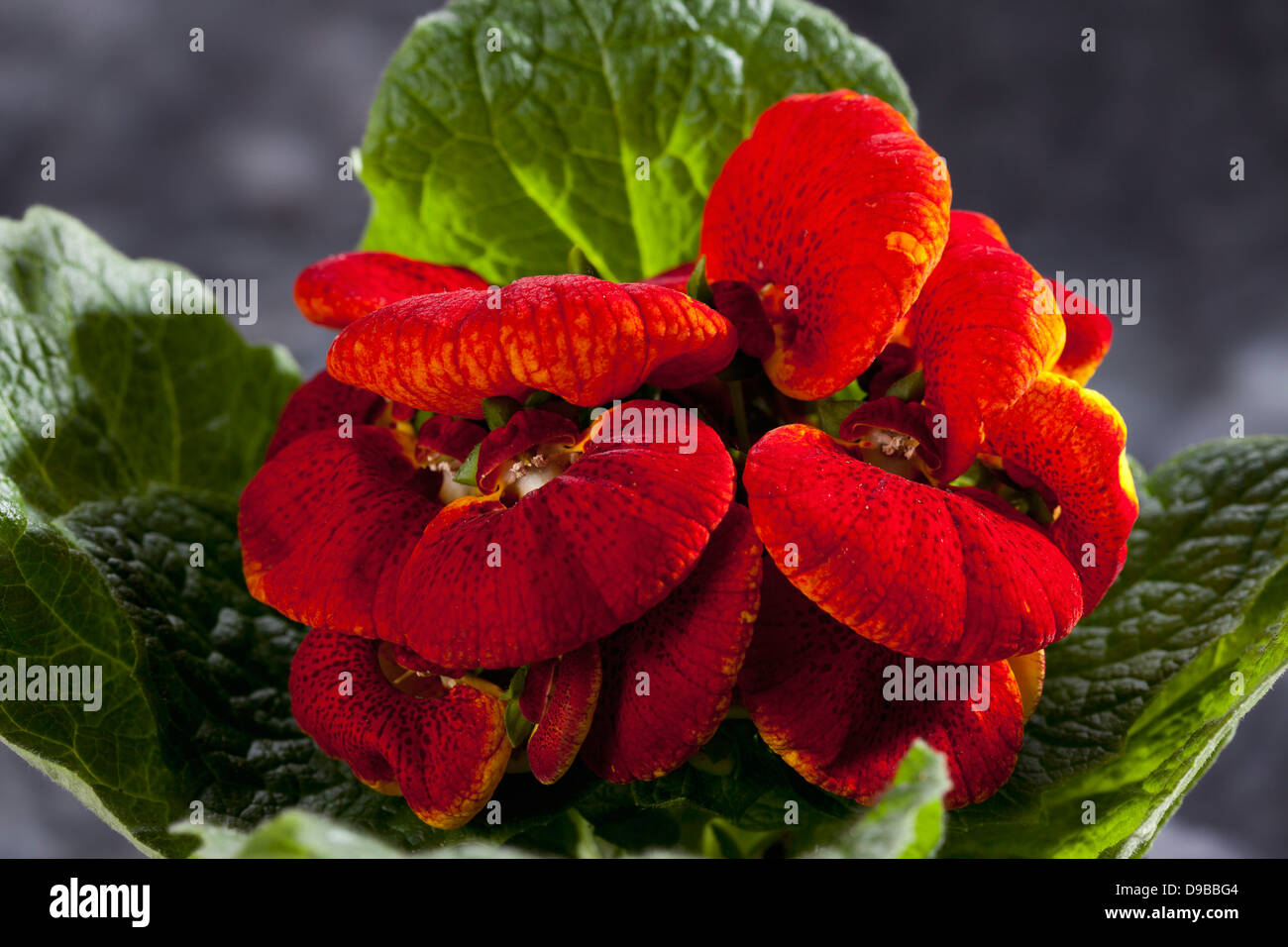 Red slipper flowers hi res stock photography and images Alamy