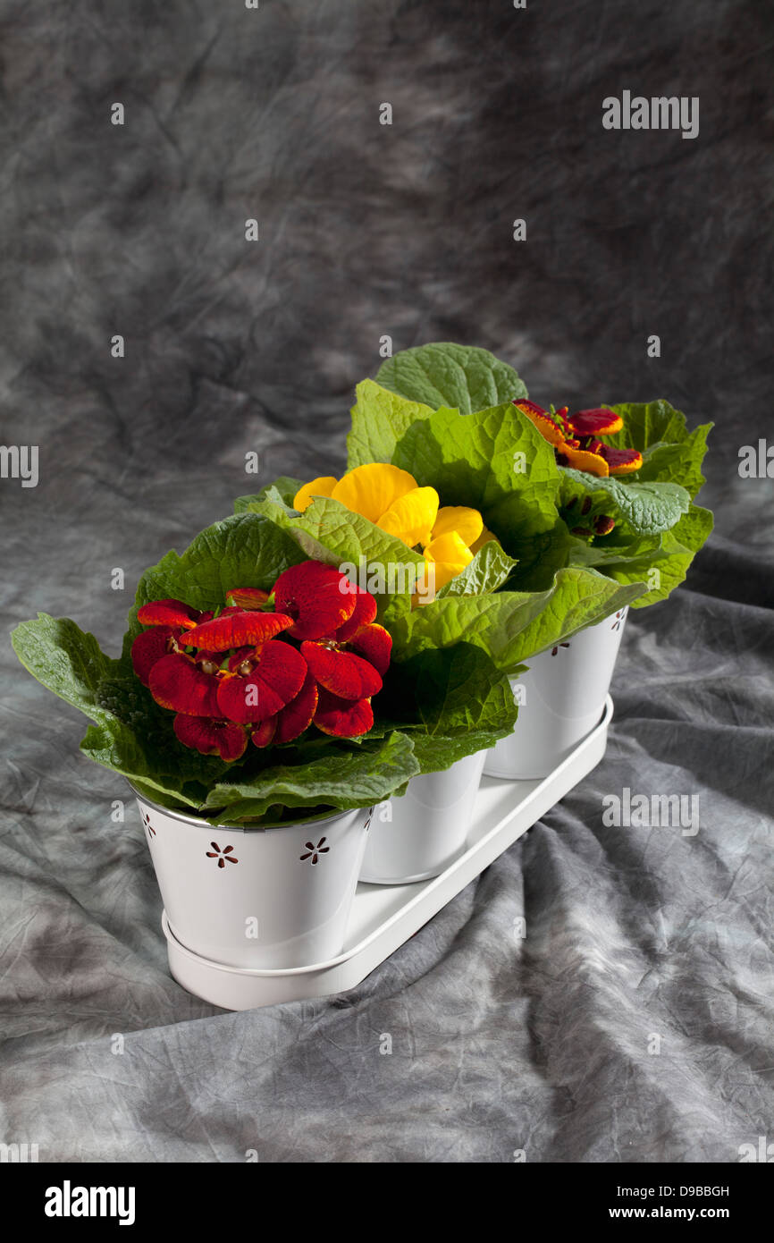 Mixed slipper flower in pot on grey textile, clos Stock Photo