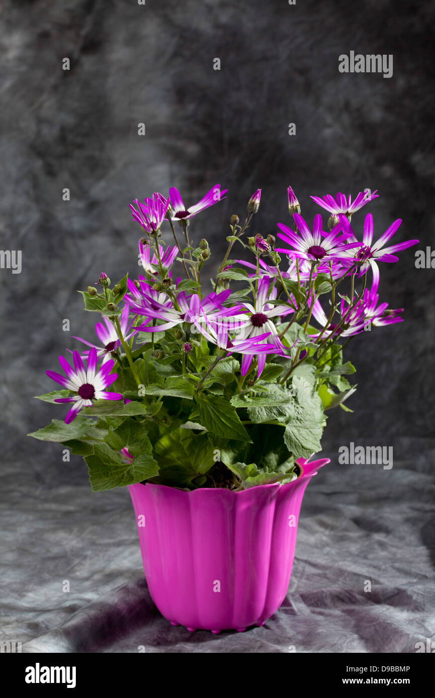 Tenerife star flowers in pot, close up Stock Photo