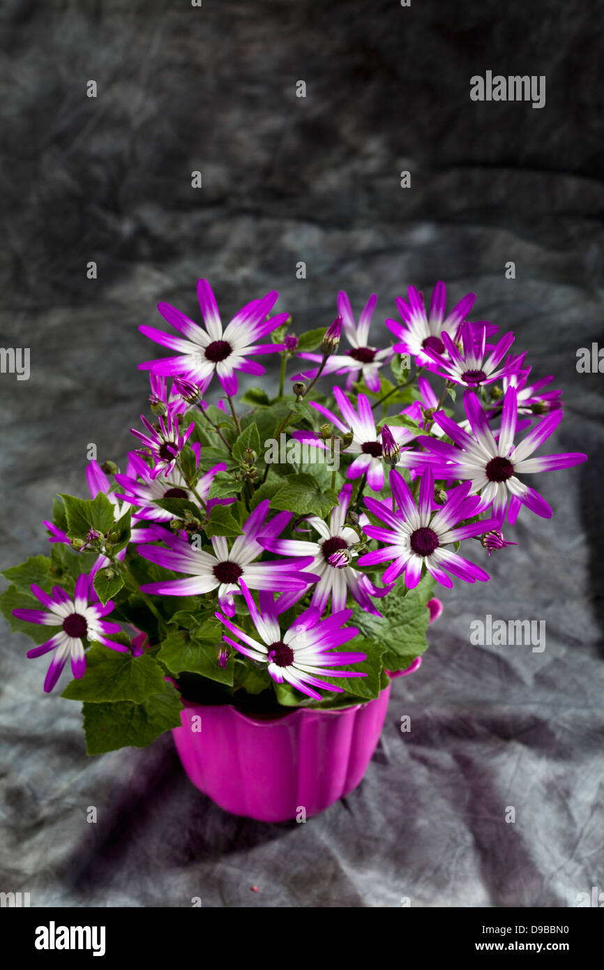 Tenerife star flowers in pot, close up Stock Photo