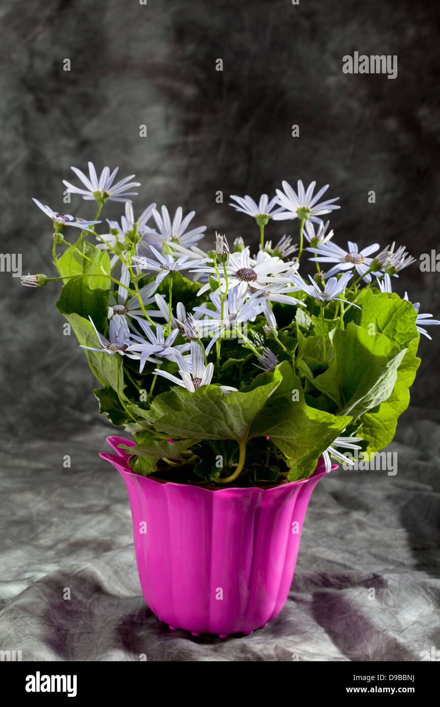 Tenerife star flowers in pot, close up Stock Photo