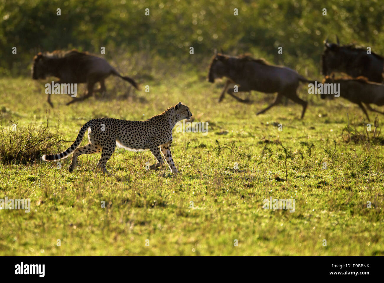 Cheetah chasing a wildebeest, Masai Mara, Kenya Stock Photo